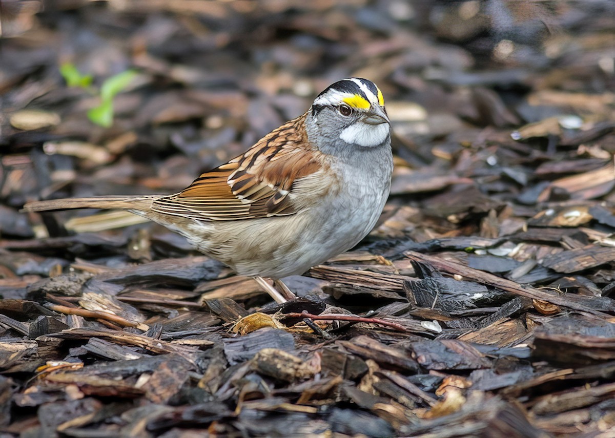 White-throated Sparrow - Nick Pulcinella