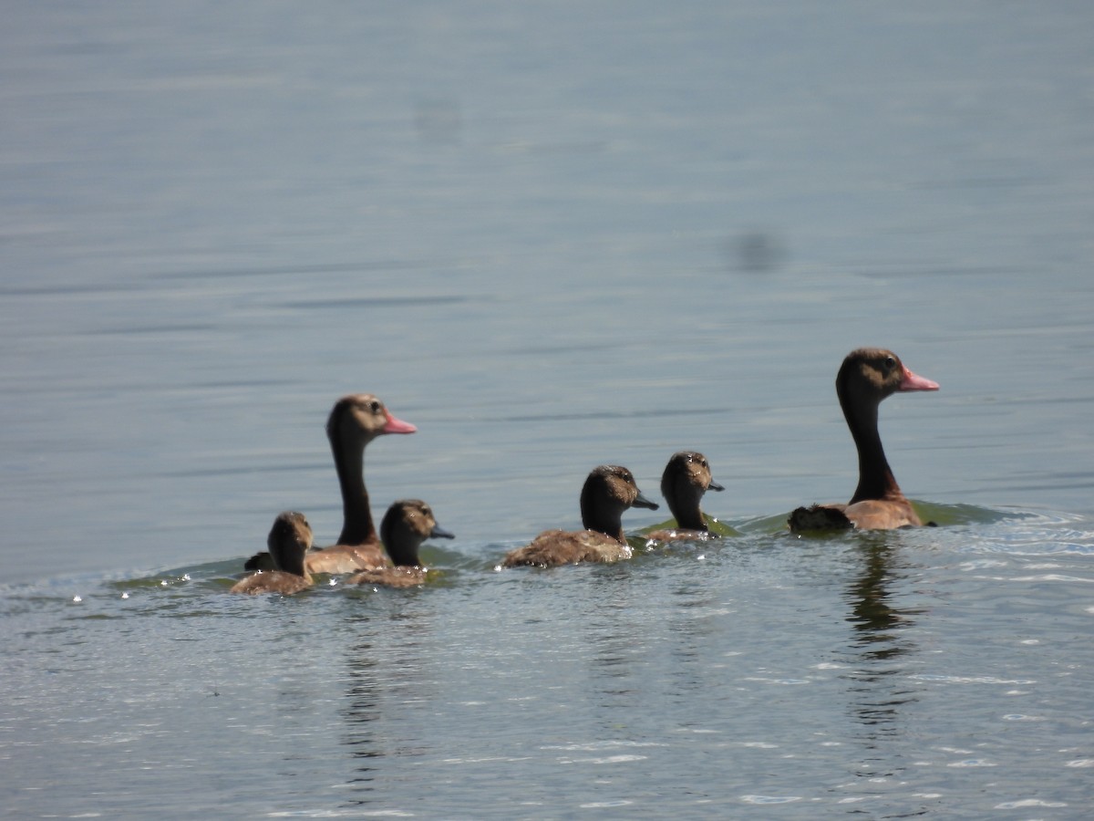 Black-bellied Whistling-Duck - ML508894101