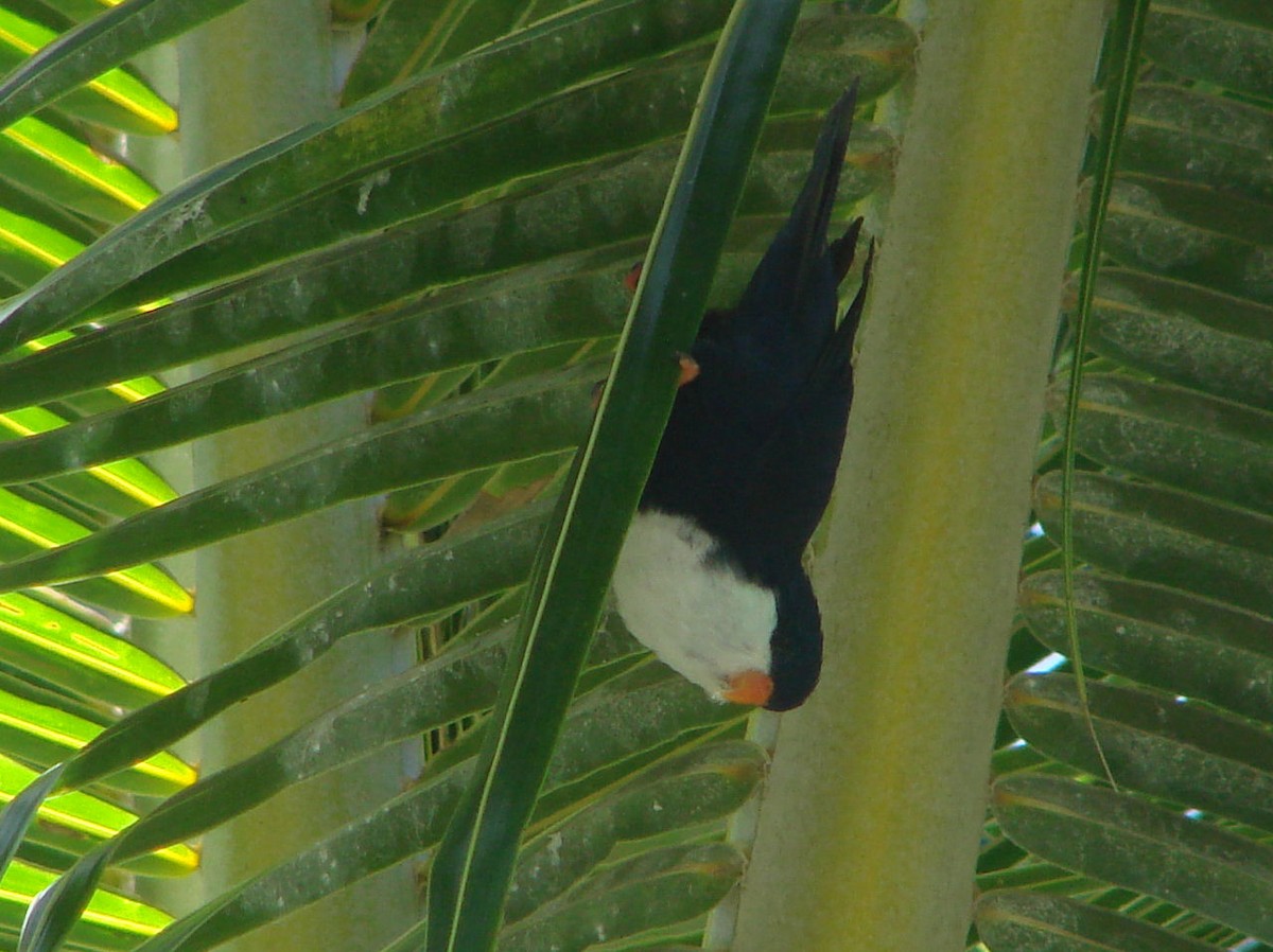 Blue Lorikeet - ML508894151