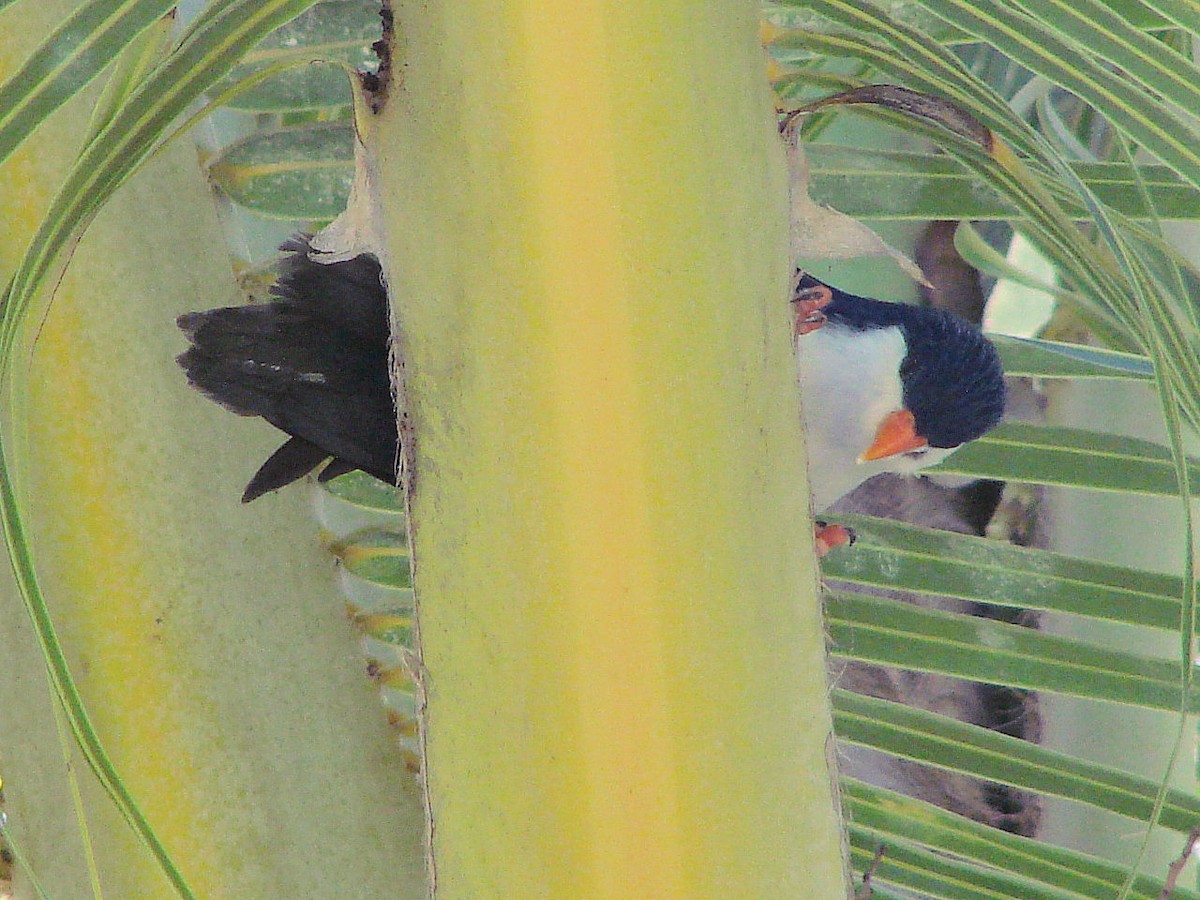 Blue Lorikeet - Peter Bono