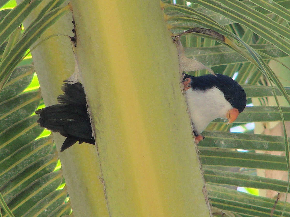 Blue Lorikeet - ML508894171