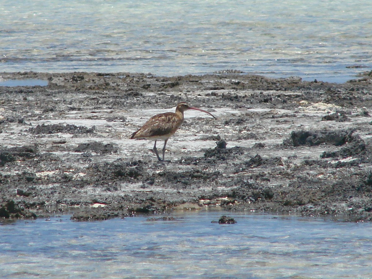 Bristle-thighed Curlew - Peter Bono