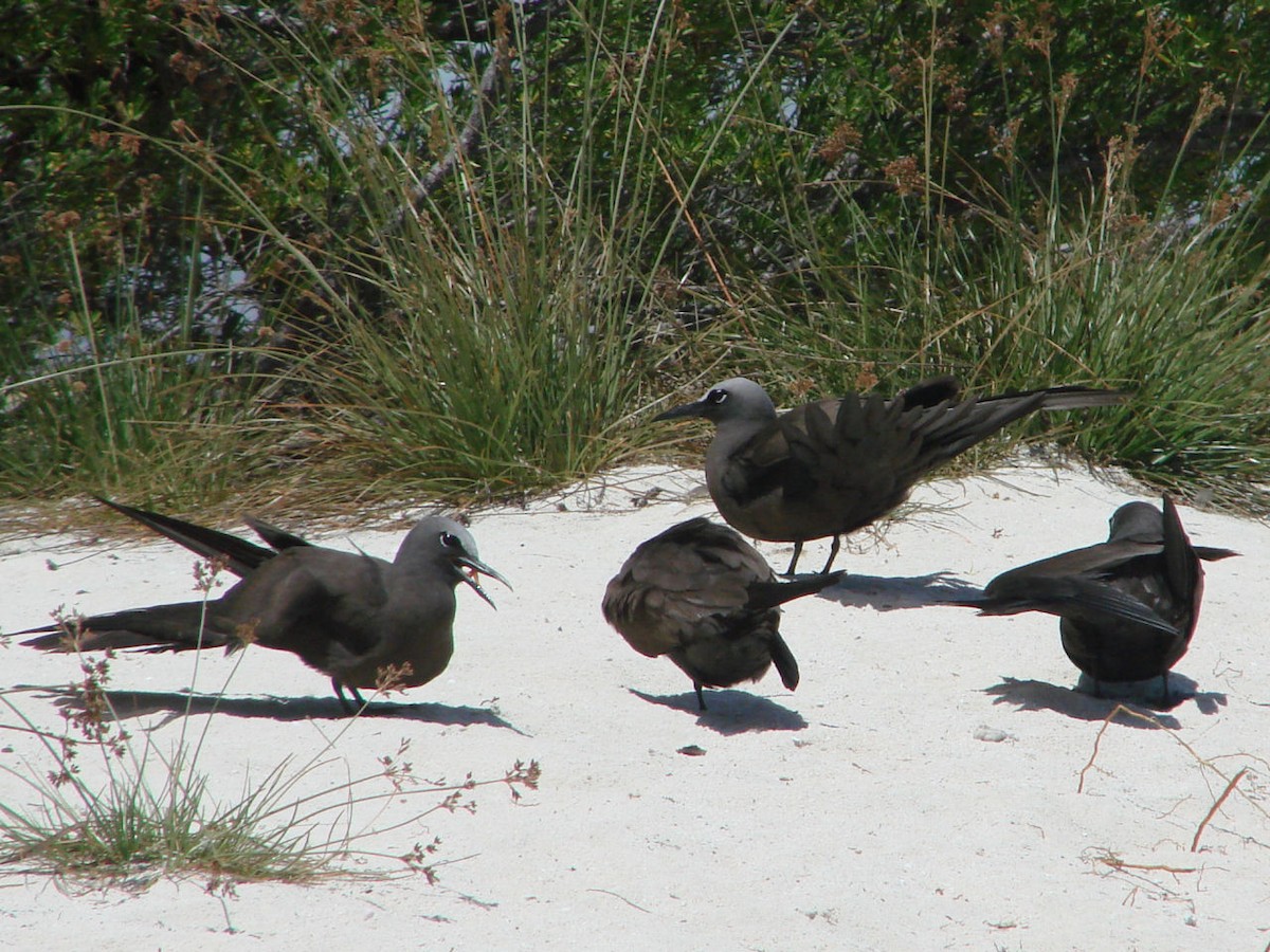 Brown Noddy - ML508894341