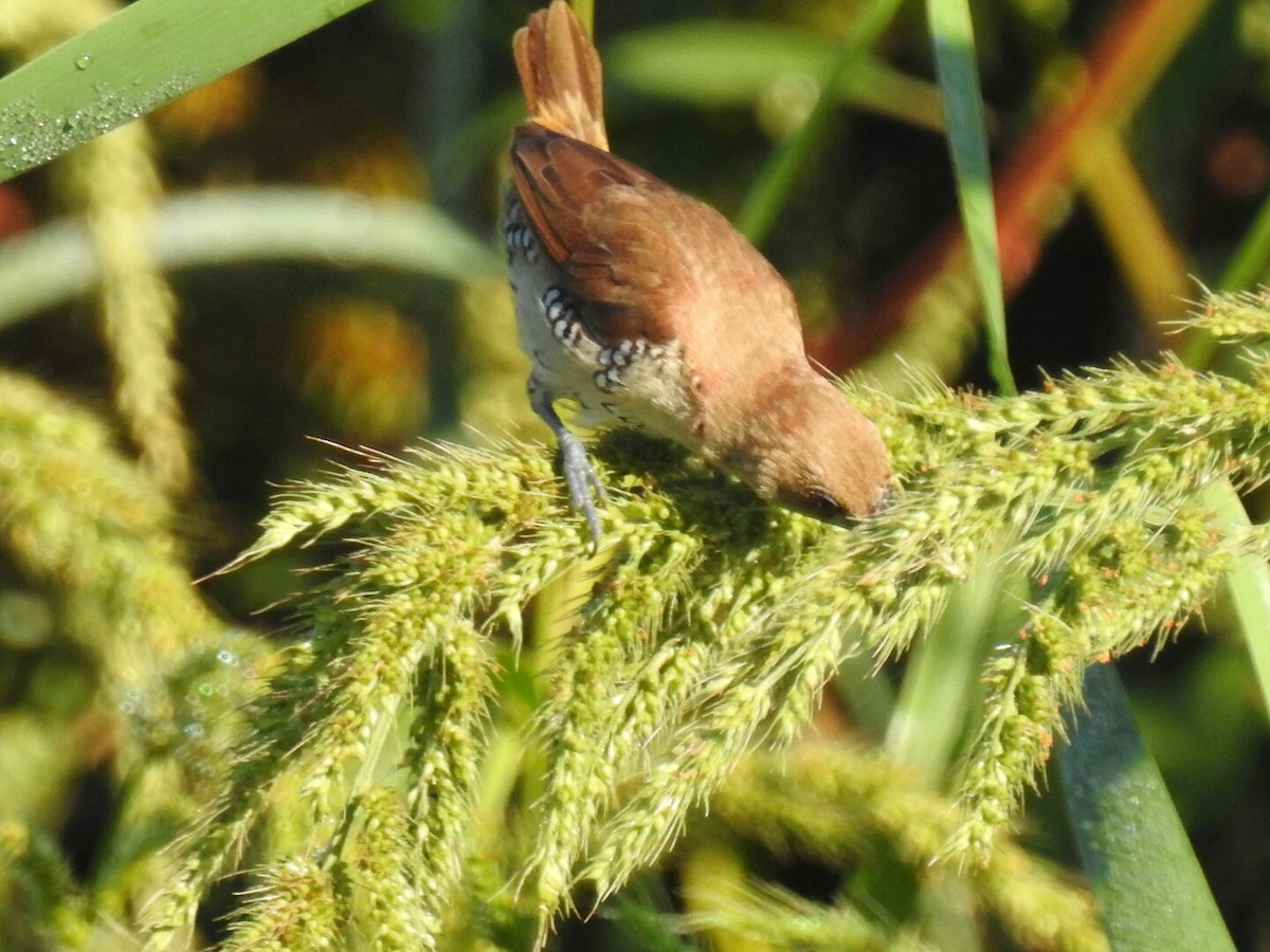 Scaly-breasted Munia - Stephanie Green