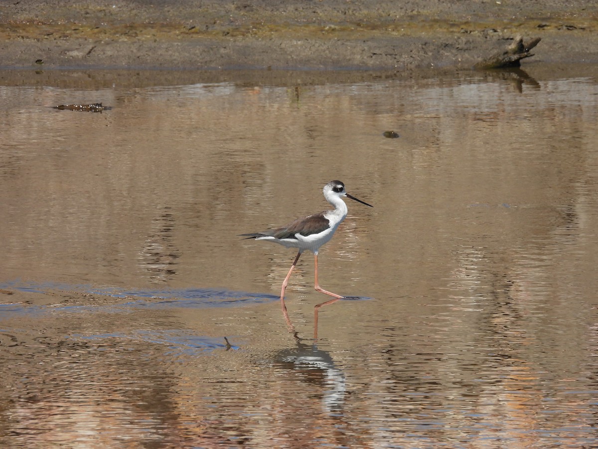 Cigüeñuela Cuellinegra - ML508894501