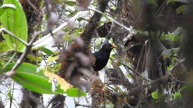 Glossy-black Thrush - ML508894791