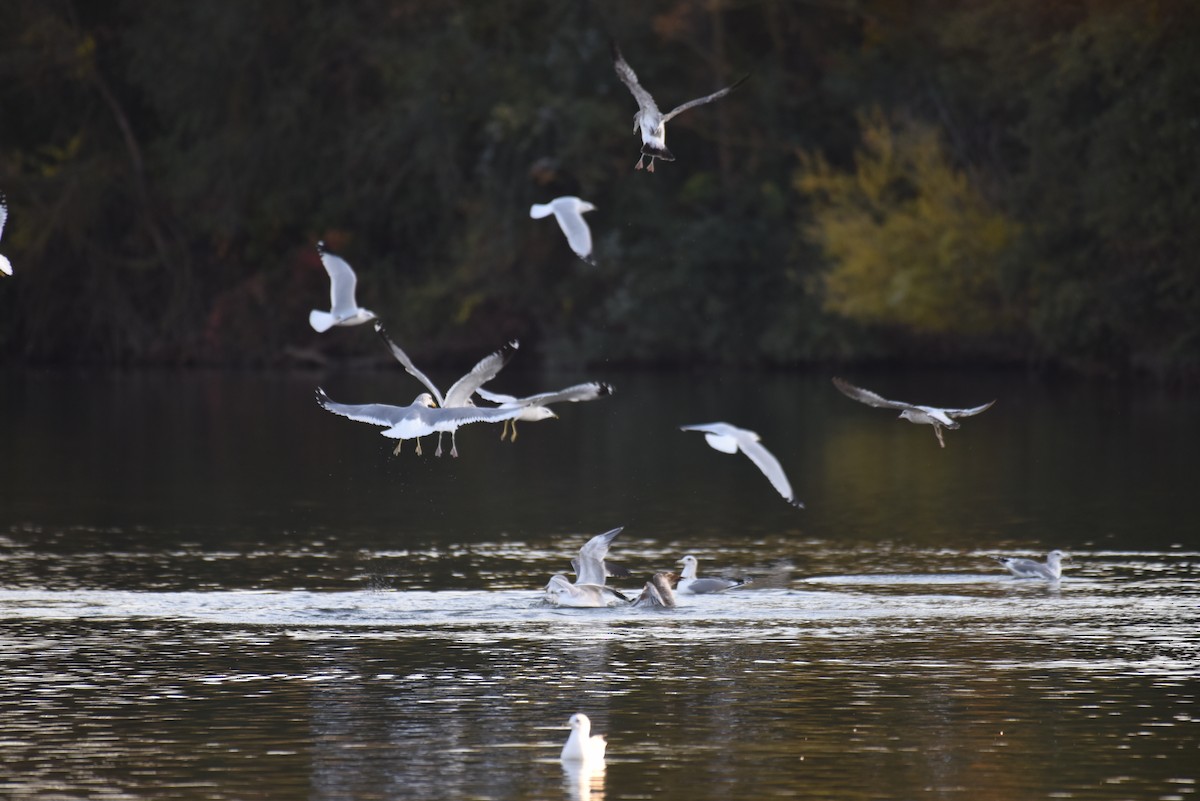 Ring-billed Gull - ML508894881