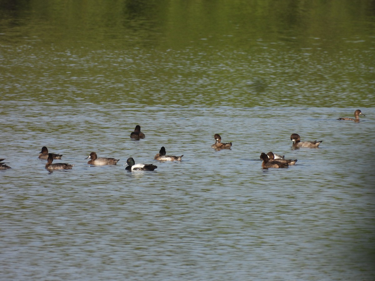 Lesser Scaup - ML508894891