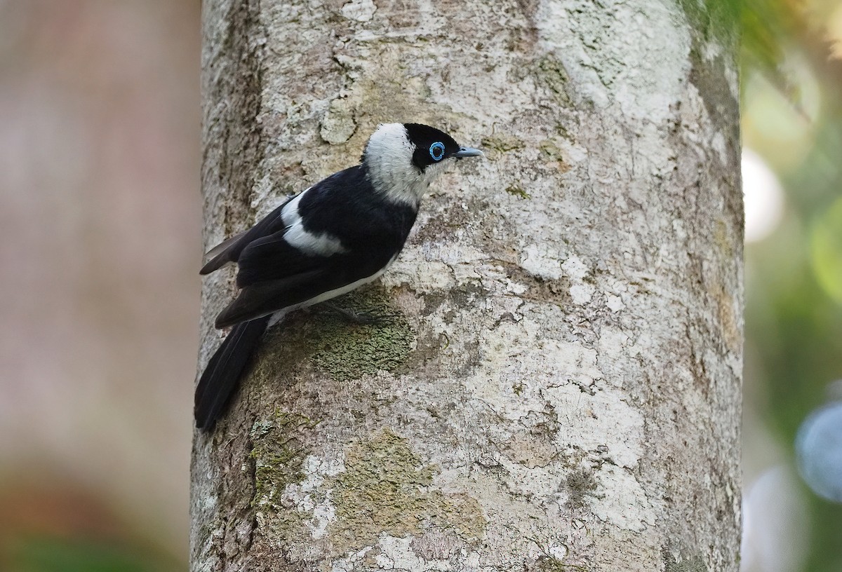 Pied Monarch - ML508895081