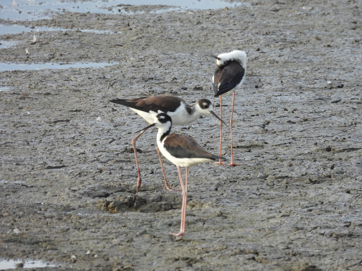 Cigüeñuela Cuellinegra - ML508895131