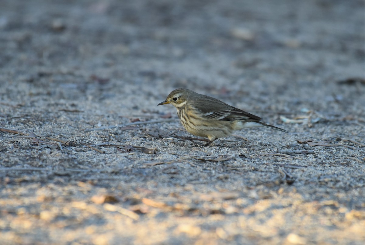 American Pipit - Sze On Ng (Aaron)