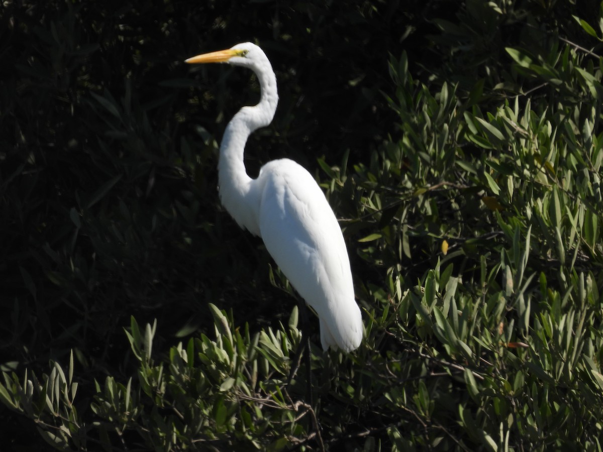 Great Egret - Yoleydi Mejia