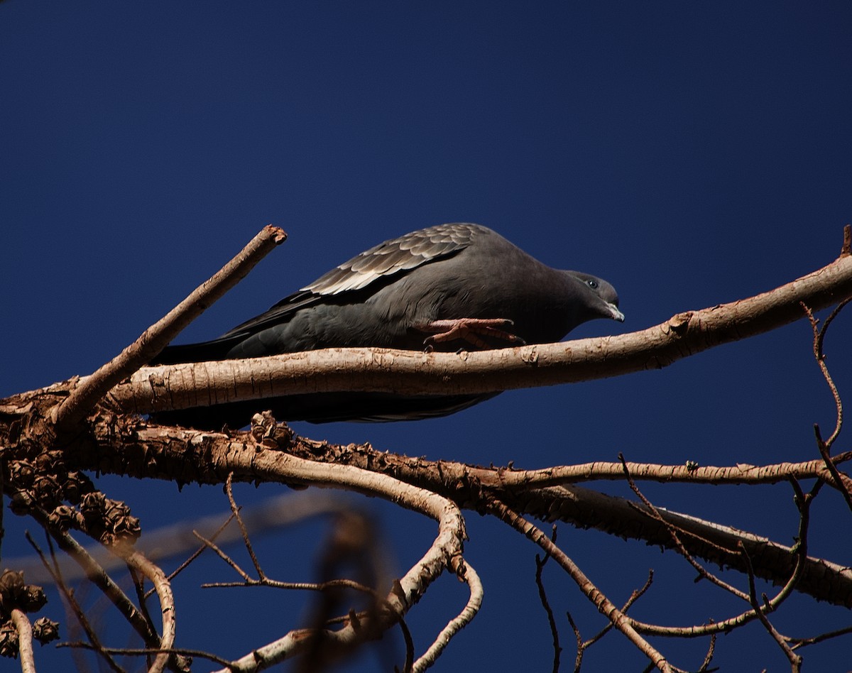 holub skvrnokřídlý (ssp. albipennis) - ML508895741