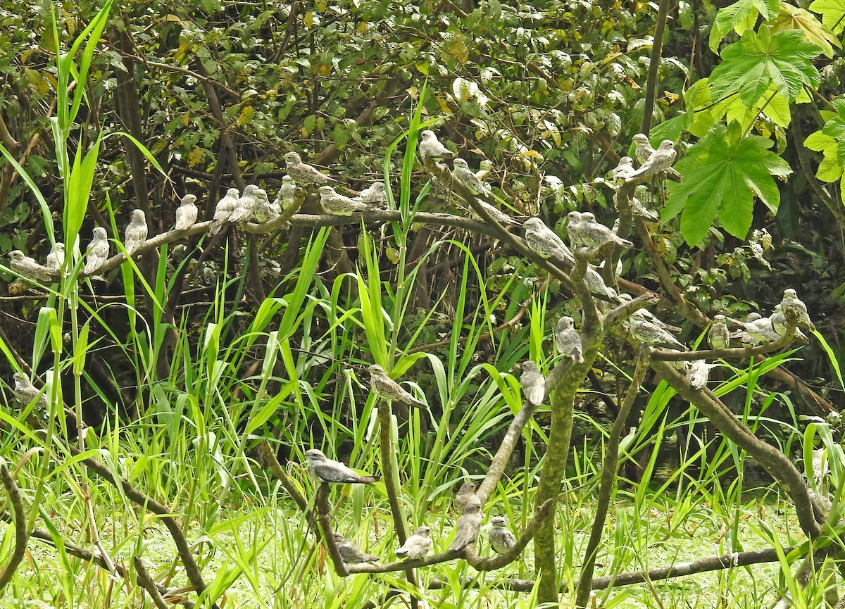 Sand-colored Nighthawk - Jean Iron