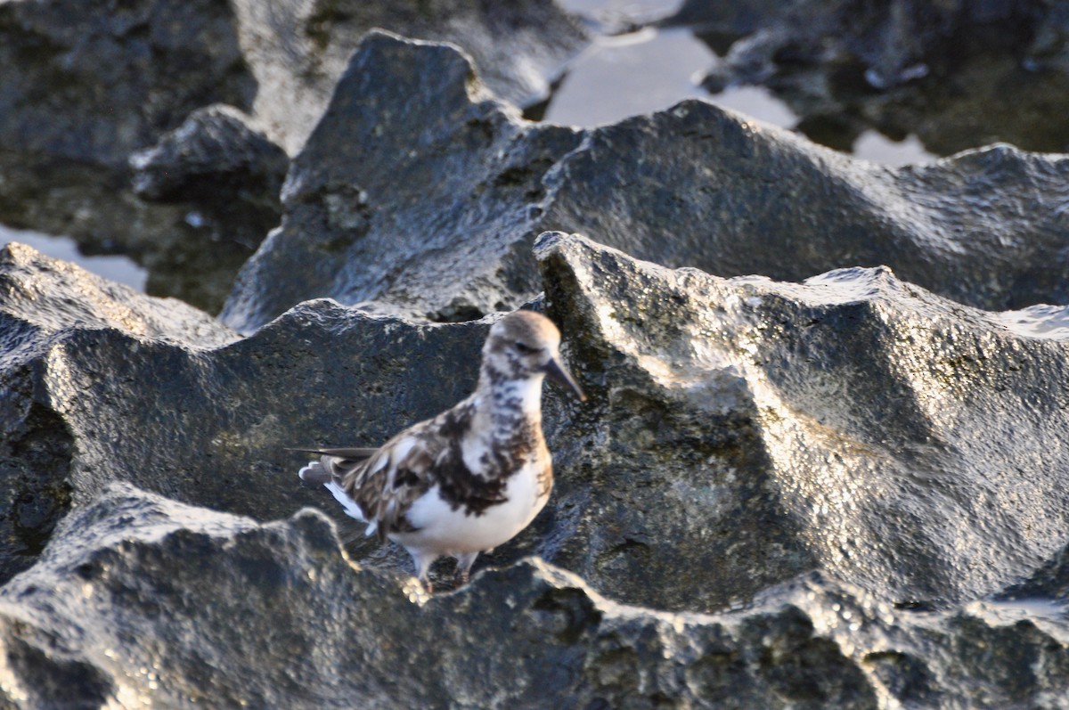 Ruddy Turnstone - ML508900561