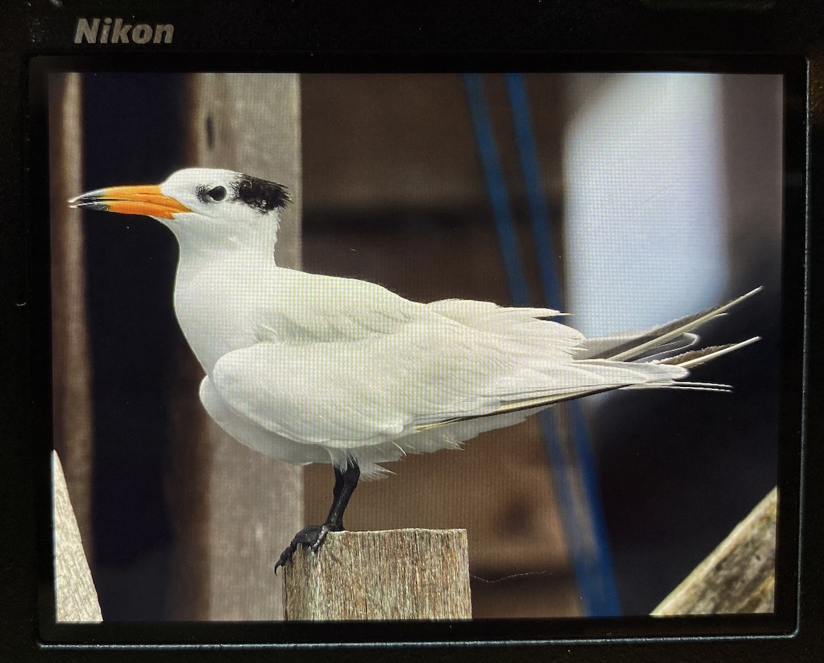Chinese Crested Tern - ML508900581
