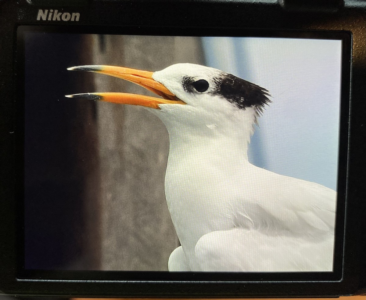 Chinese Crested Tern - ML508900591
