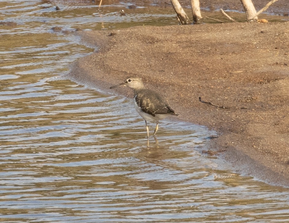 Common Sandpiper - ML508901201