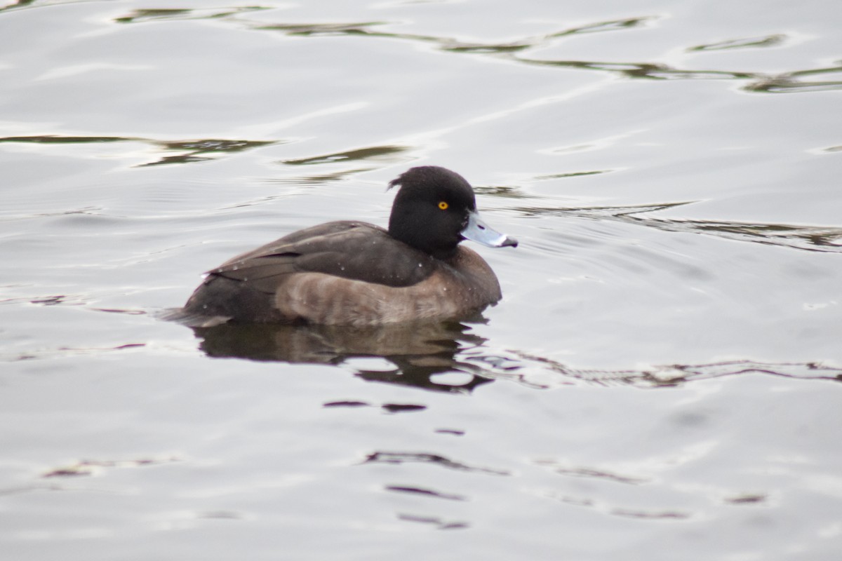 Tufted Duck - Luís Santos