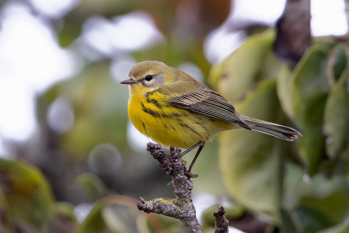 Prairie Warbler - ML508901451