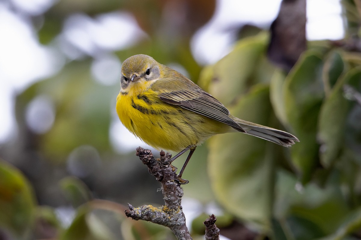 Prairie Warbler - ML508901461