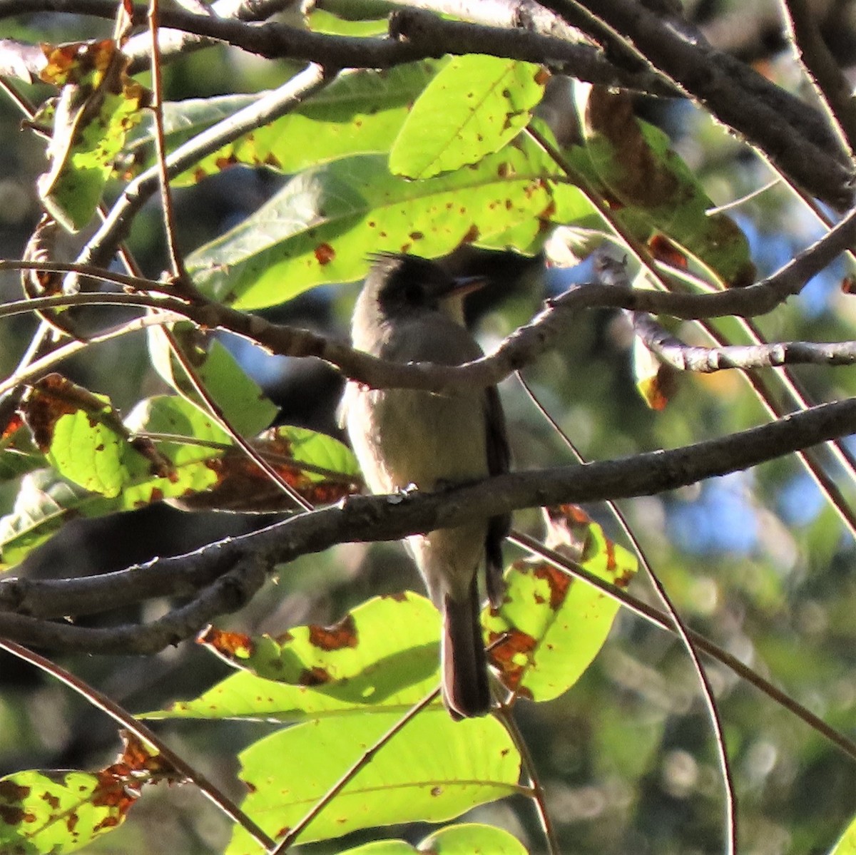 Greater Pewee (Mexican) - ML508901901