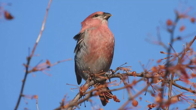 Pine Grosbeak - ML508902441