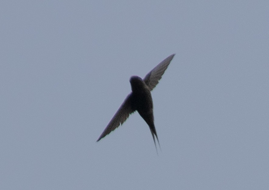 Malagasy Palm Swift (Madagascar) - ML508902561
