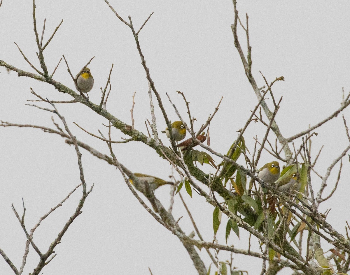 Malagasy White-eye - Lindy Fung