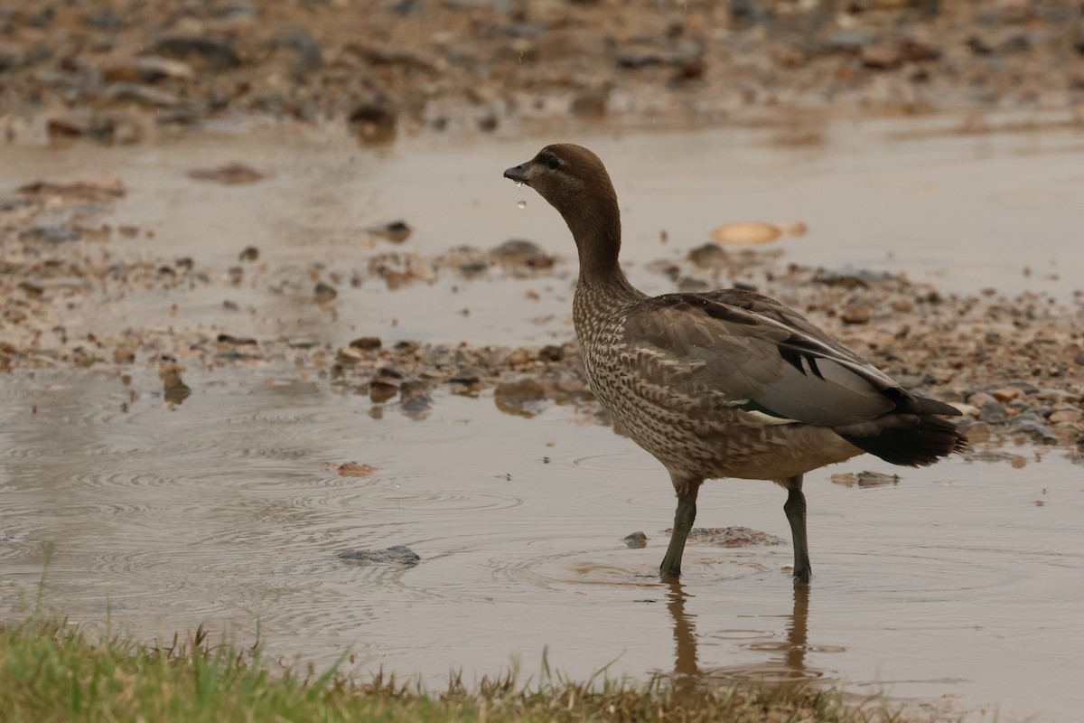 Maned Duck - Dennis Devers