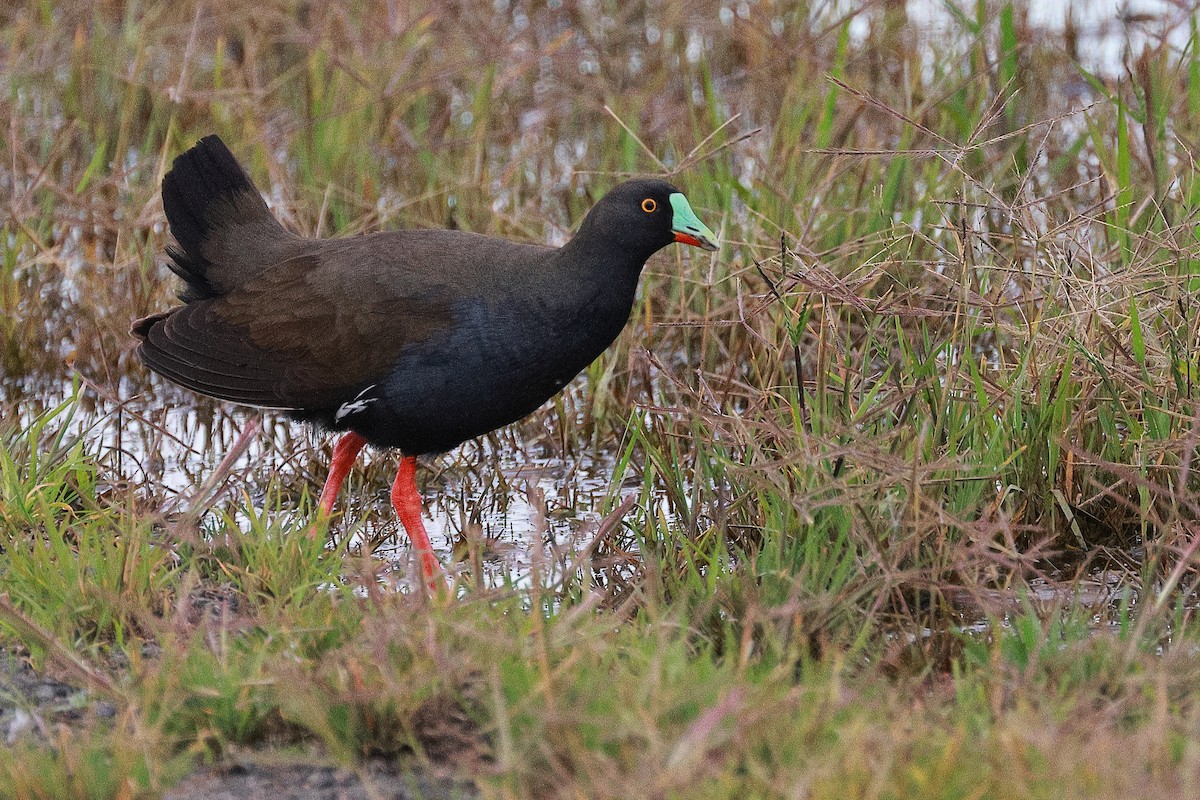 Black-tailed Nativehen - ML508903041