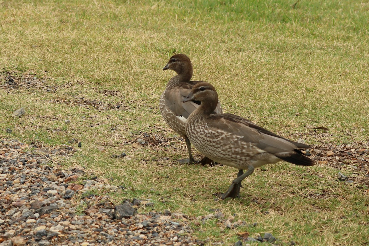 Canard à crinière - ML508903211