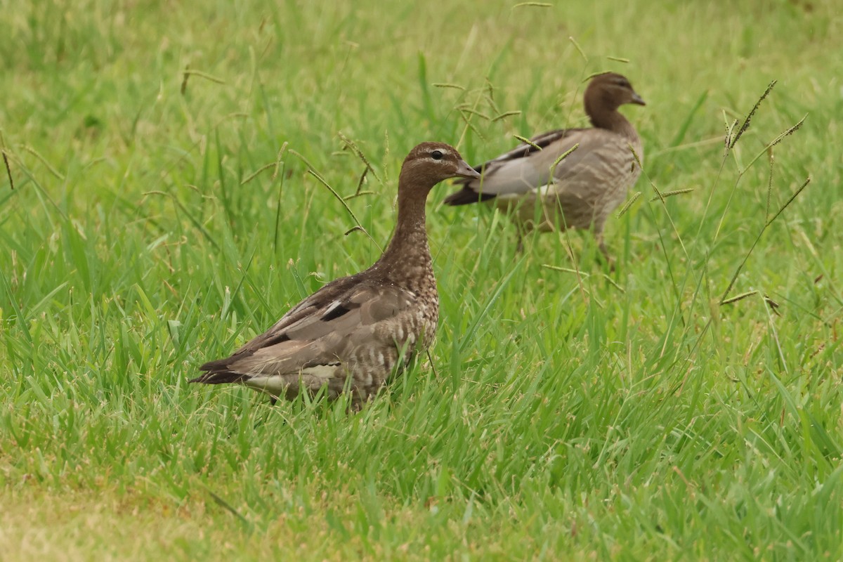 Canard à crinière - ML508903281