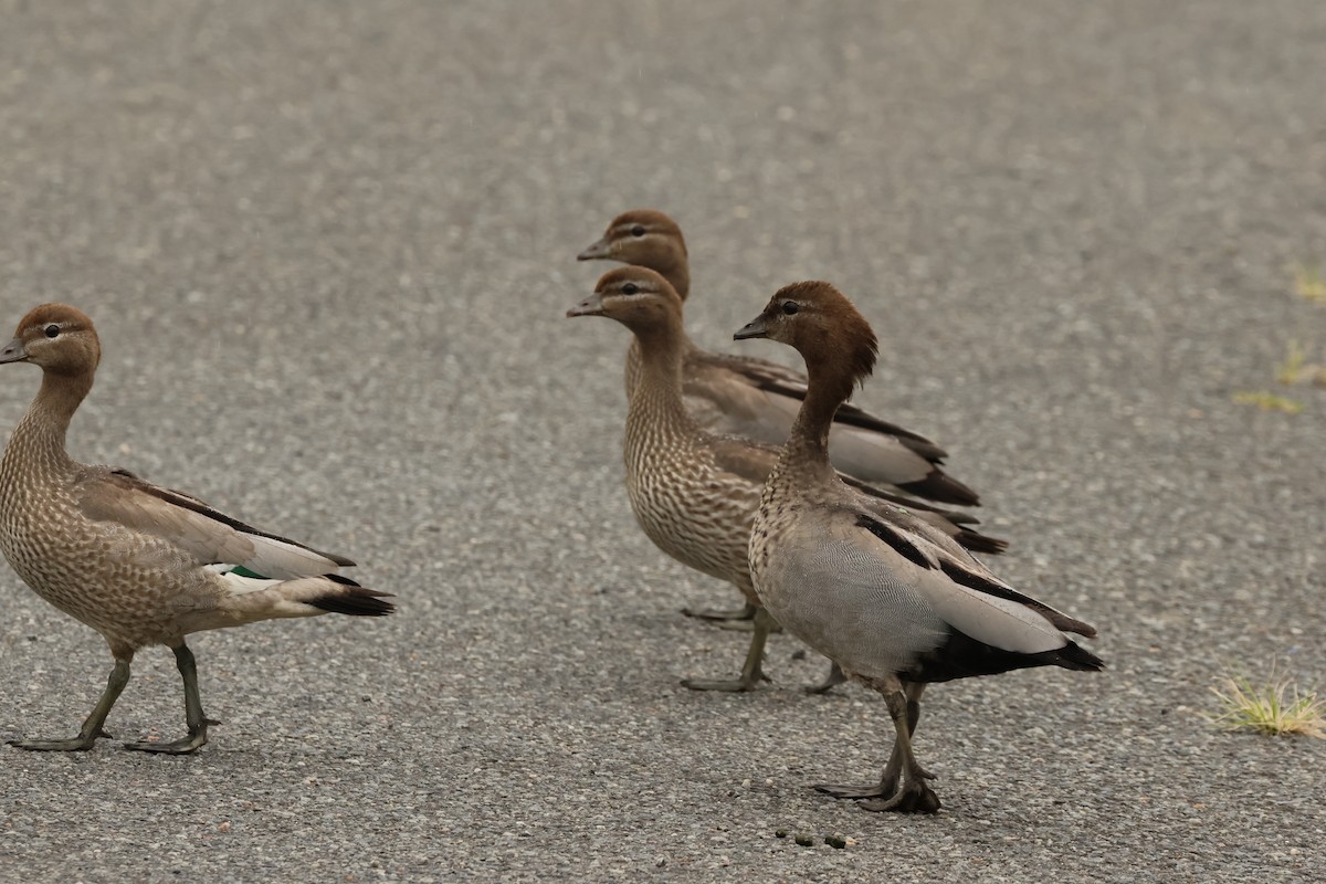 Maned Duck - ML508903291