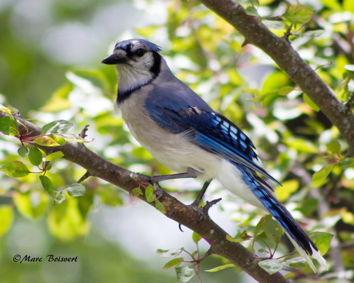 Blue Jay - ML50890501