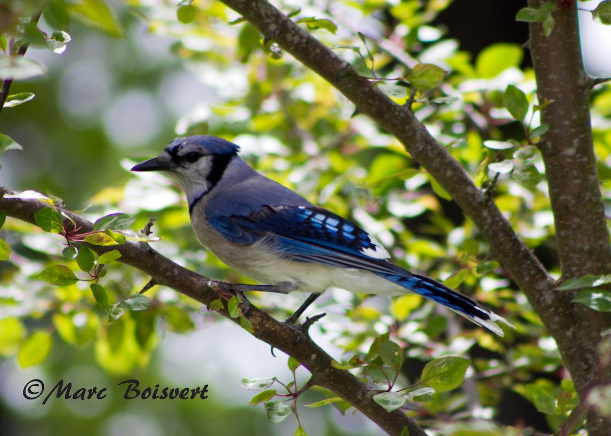 Blue Jay - ML50890511