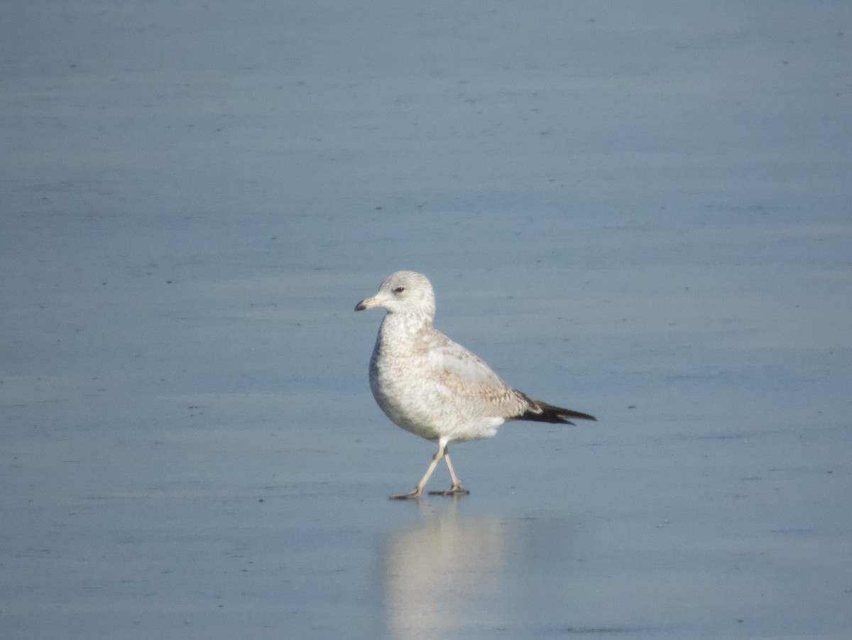 Gaviota de Delaware - ML508907081