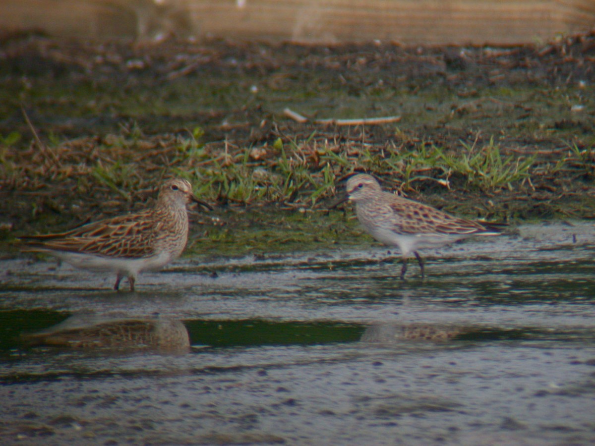 White-rumped Sandpiper - Michael Todd