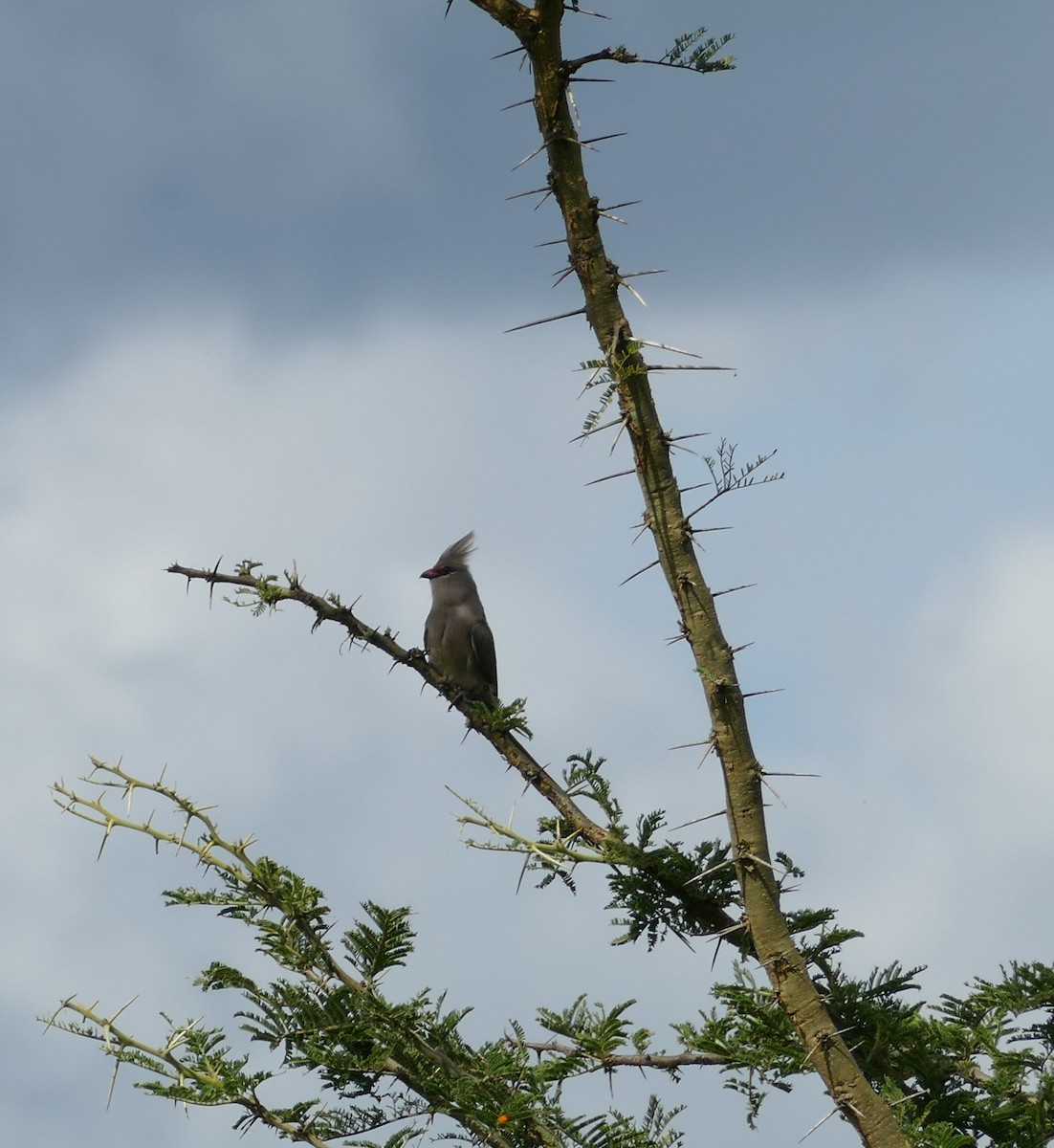 Blue-naped Mousebird - ML508908331