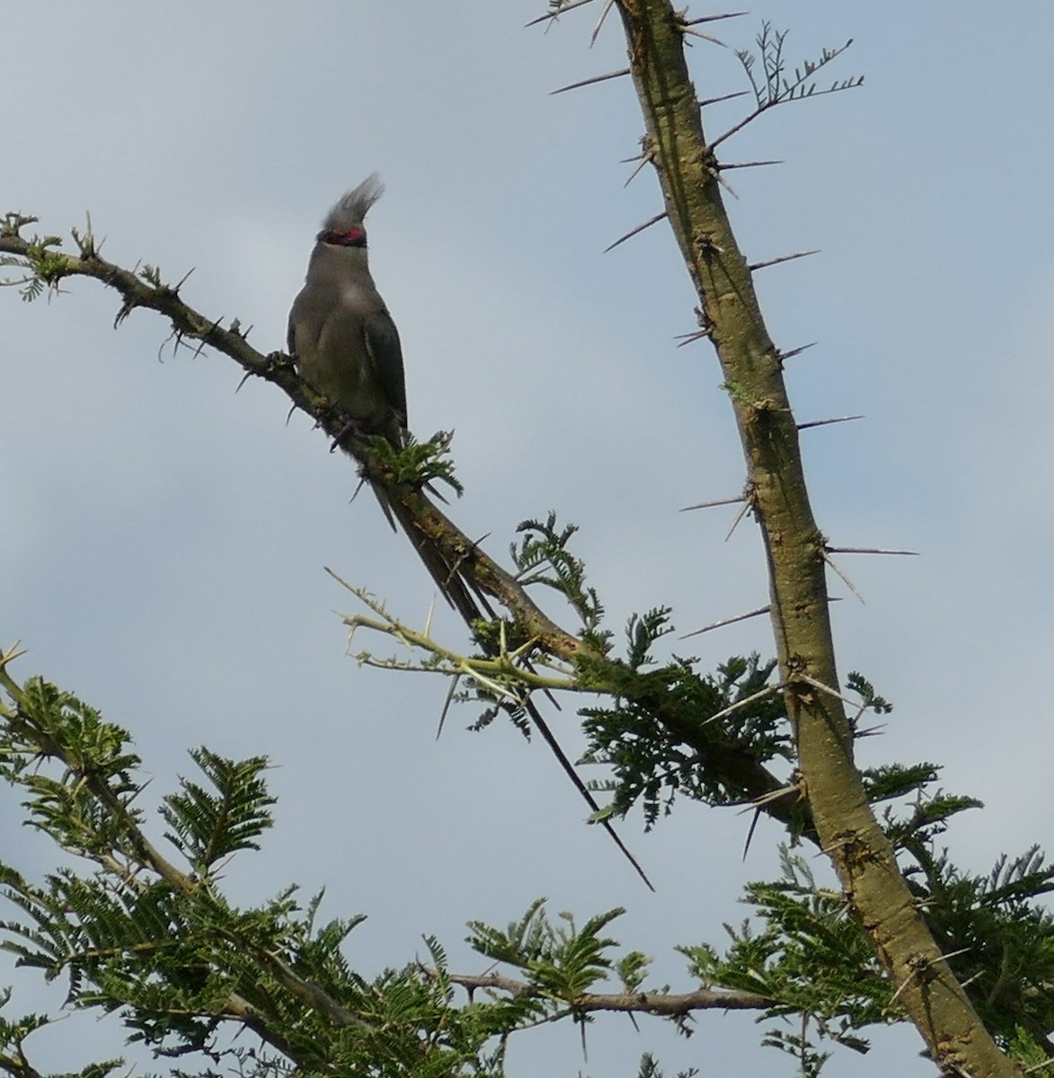 Blue-naped Mousebird - ML508908541