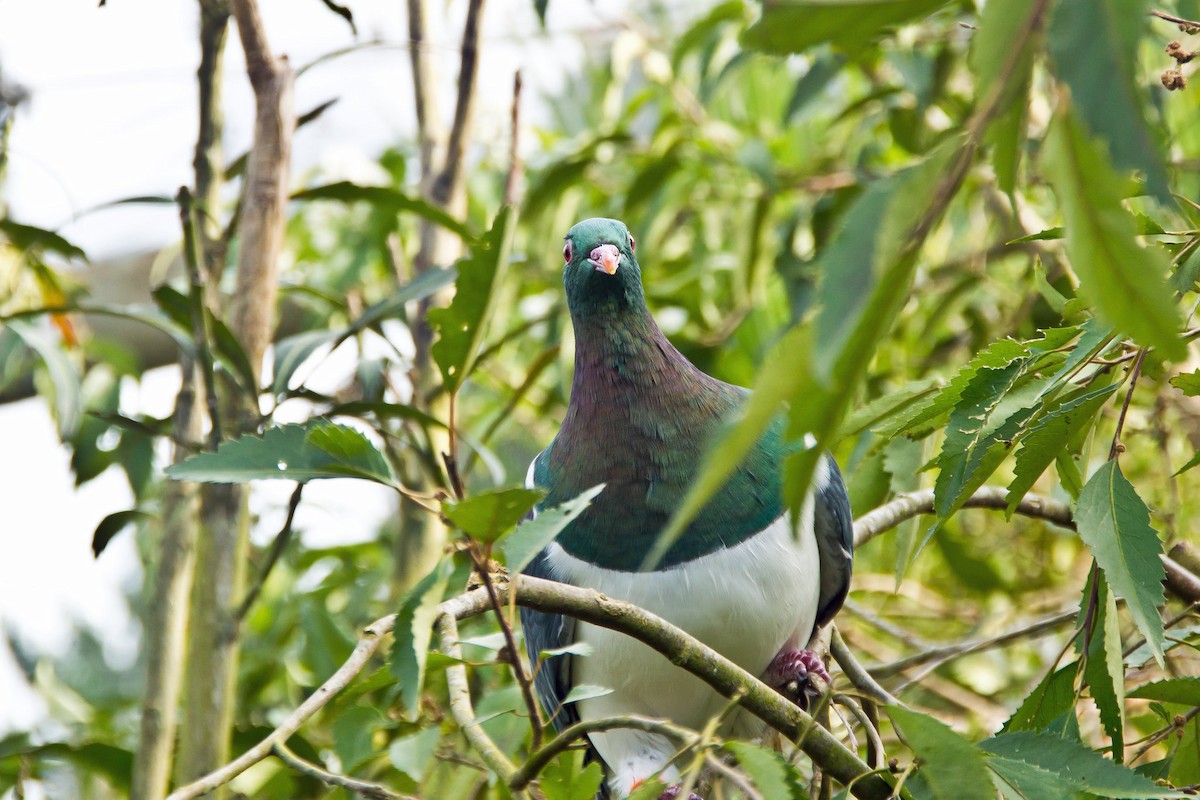 New Zealand Pigeon - Russell Scott