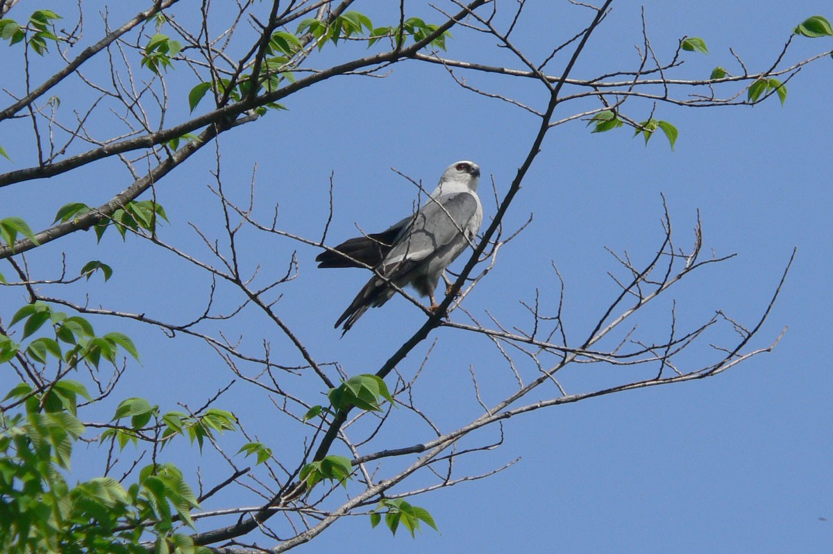 Mississippi Kite - Michael Todd