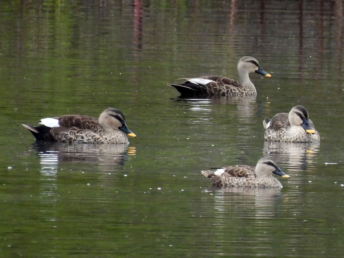 Canard à bec tacheté - ML508910341