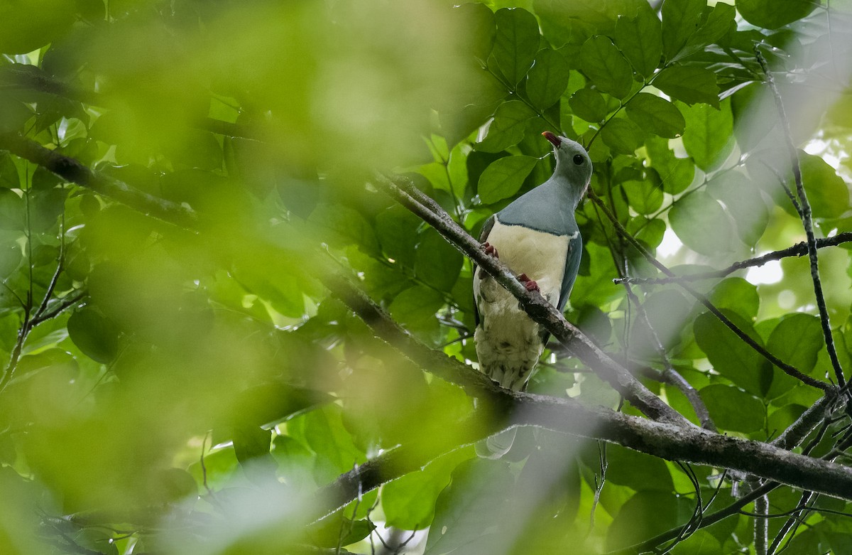 Cream-breasted Fruit-Dove - ML508910351