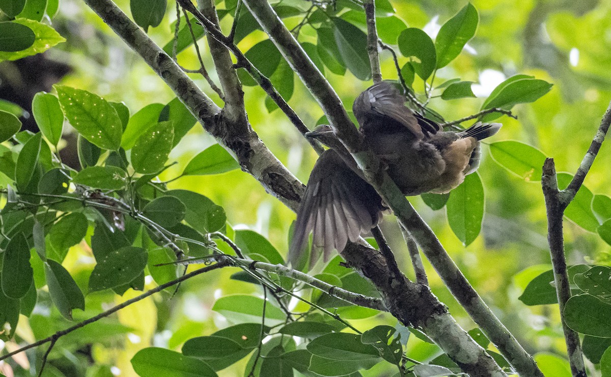 オオテリアオバト（amethystinus／imeldae） - ML508910391