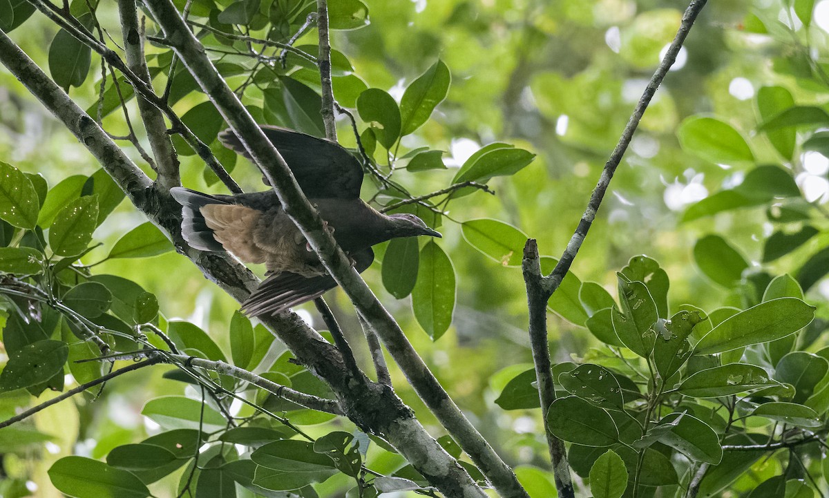 Phapitréron améthyste (amethystinus/imeldae) - ML508910411