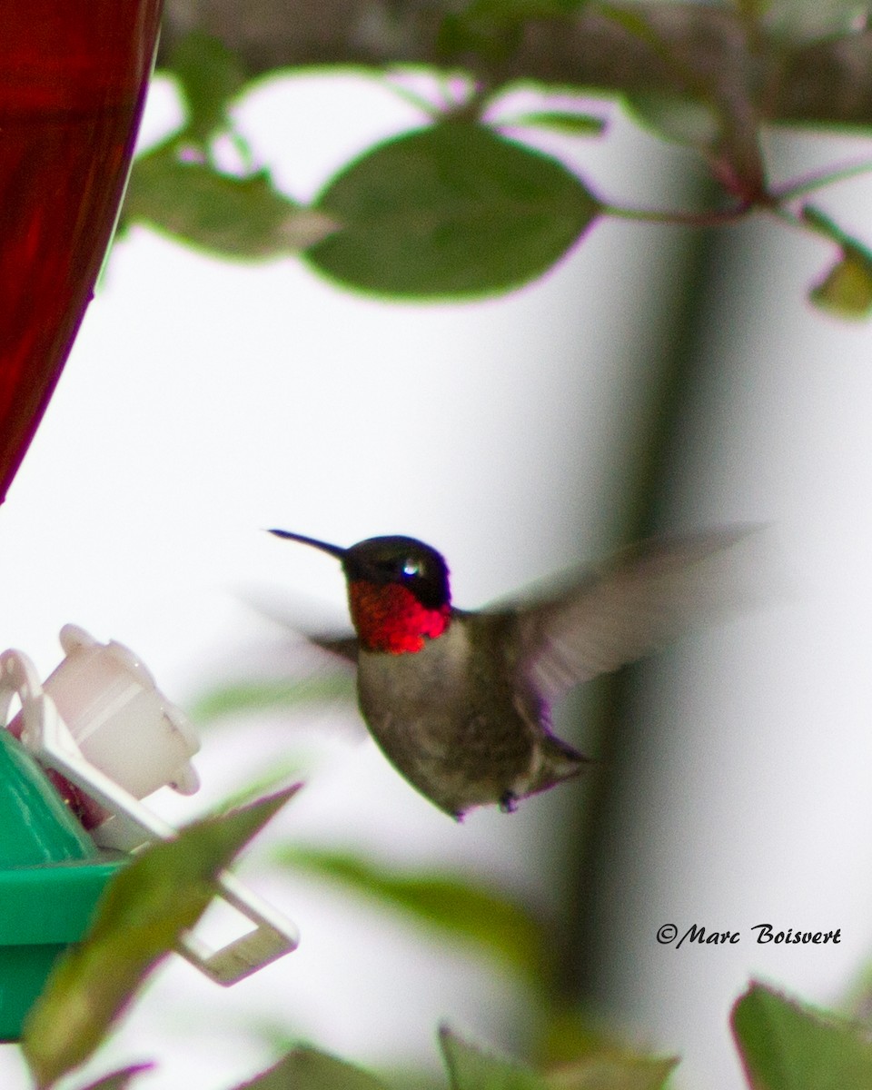 Ruby-throated Hummingbird - ML50891131