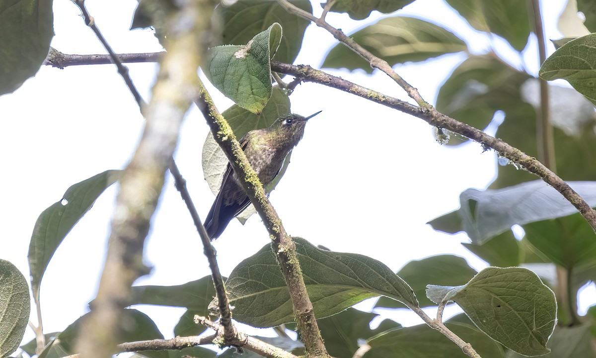 Tyrian Metaltail - Paul Fenwick