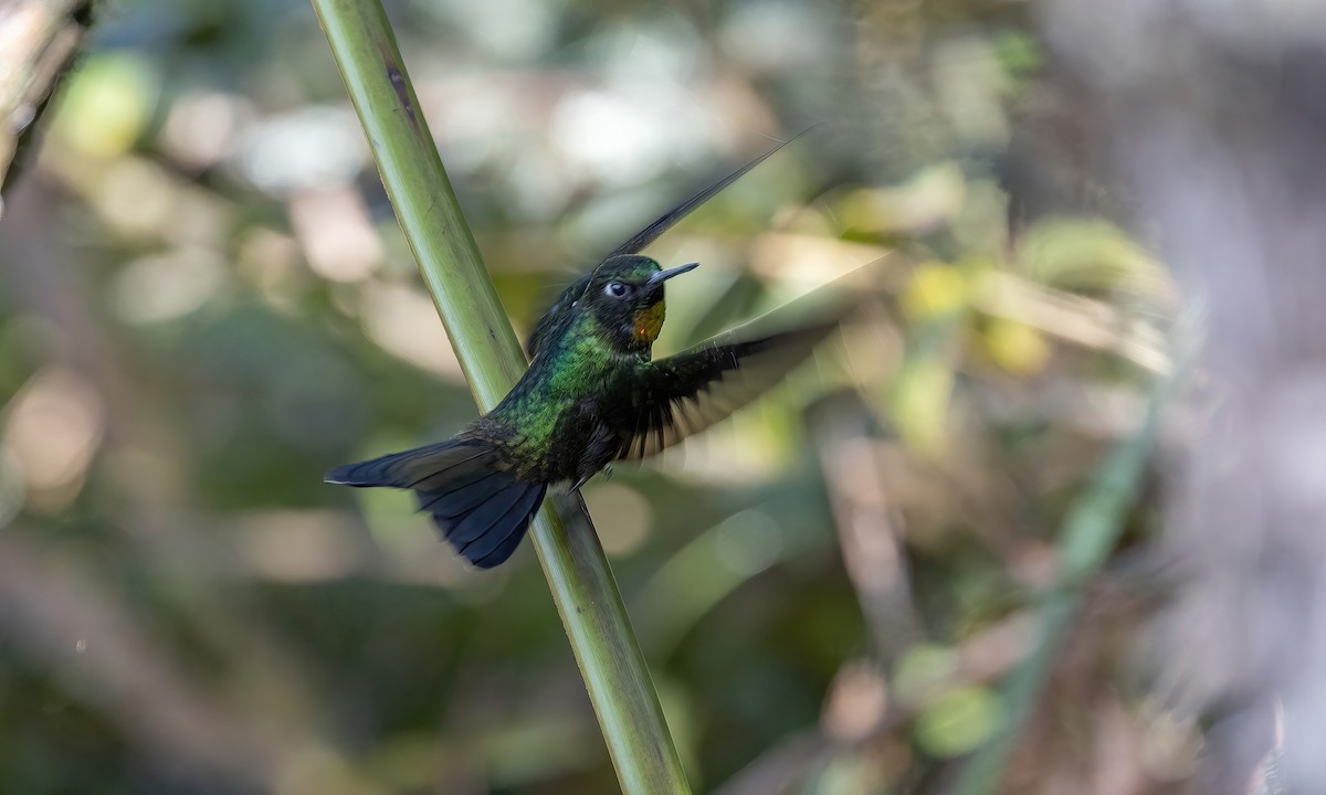 Tyrian Metaltail - Paul Fenwick