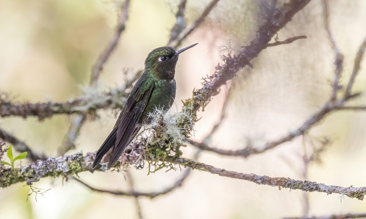 Tyrian Metaltail - Paul Fenwick